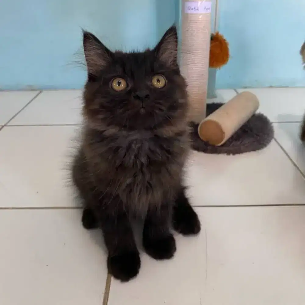 anak kucing black 2 bulan jantan