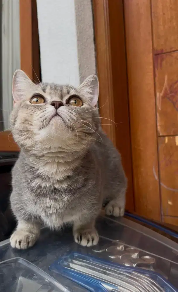 Munchkin British Shorthair
