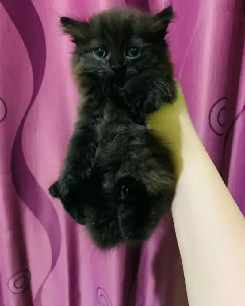 kucing kucing hitam 2 bulan