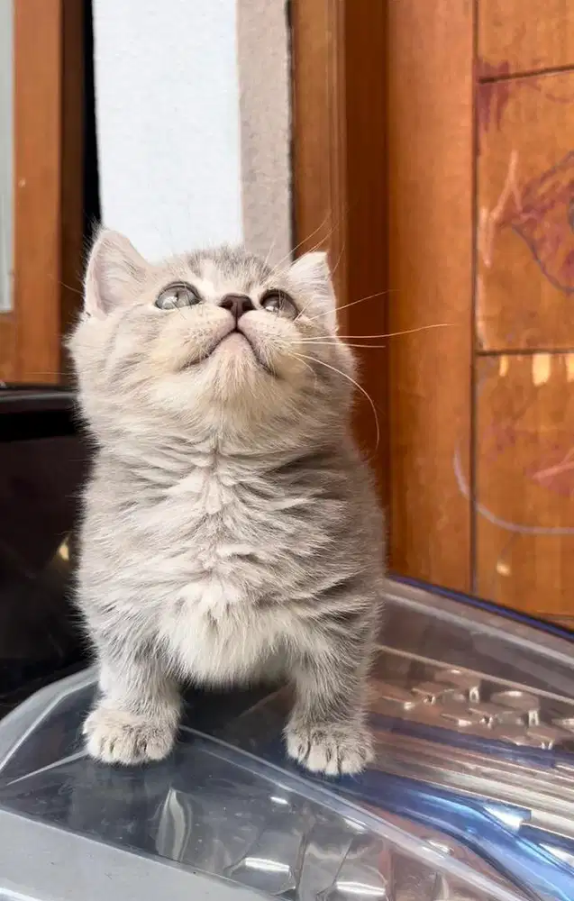 Munchkin British Shorthair