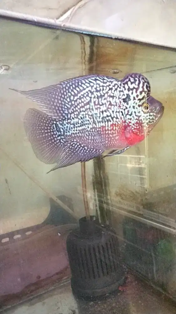 Louhan kamfa SB mata putih