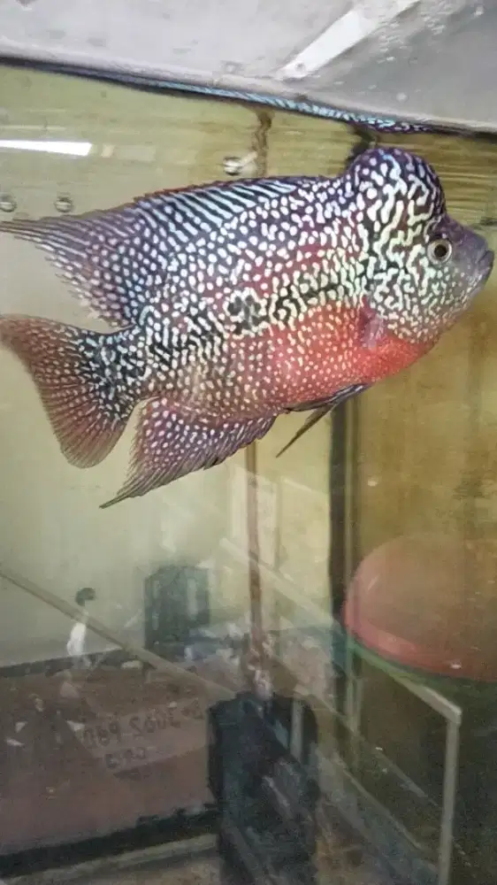 Louhan kamfa merah mata putih