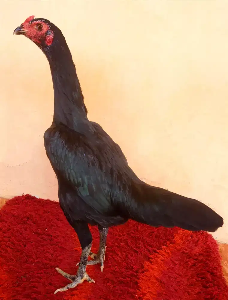 Ayam Betina Line Black Bull x Magon, Umr 9 Bln, Ukrn Besar, Tlng Kasar