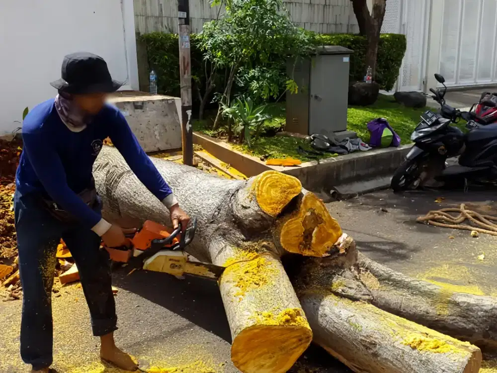 RBS Service & Care Jasa Tebang Pohon Profesional & Aman!