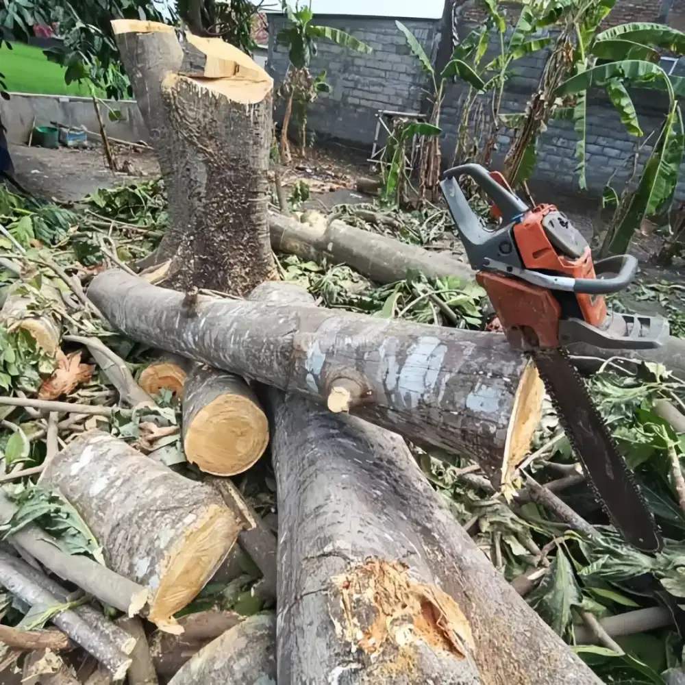 RBS Service & Care Jasa Tebang Pohon Profesional & Aman!