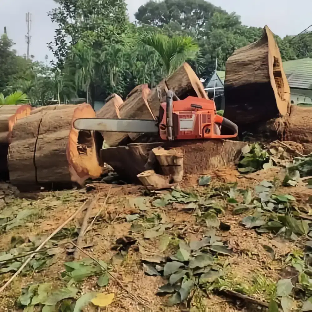 RBS Service & Care Jasa Tebang Pohon Profesional & Aman!