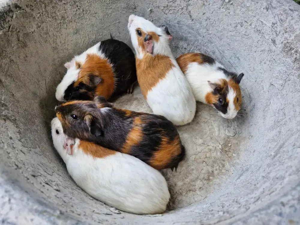 Marmut borongan usia 2 bulan 4 betina 1 jantan siap kawin