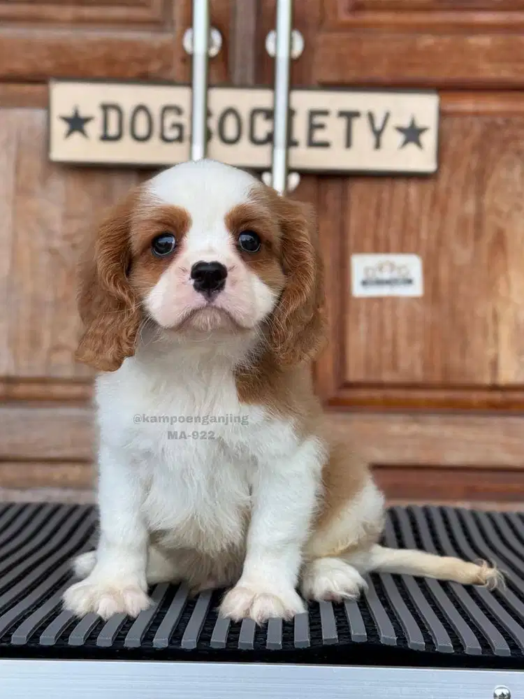 Cavalier King Charles Spaniel, Anjing Elegan dan Menggemaskan!