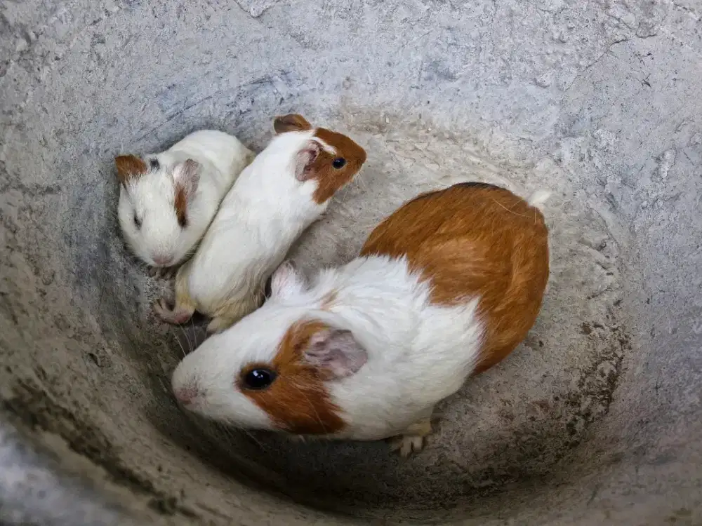 Marmut 1 paket indukan dengan 2 anakan sehat aktif