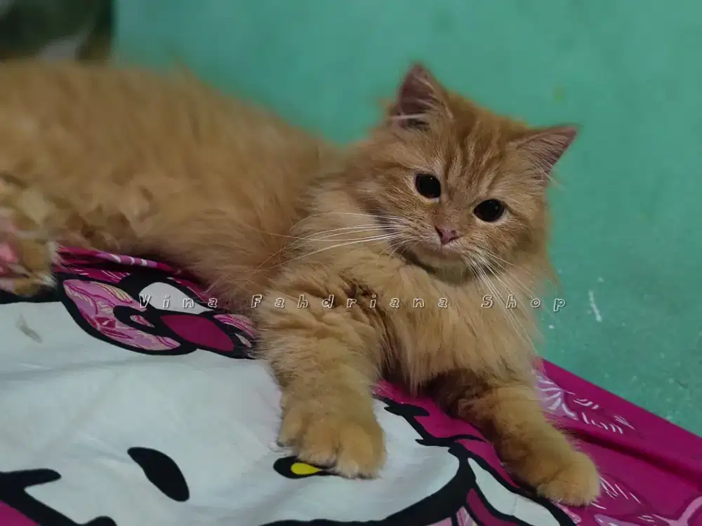 Lepas adopt kucing Persia bulu kapas