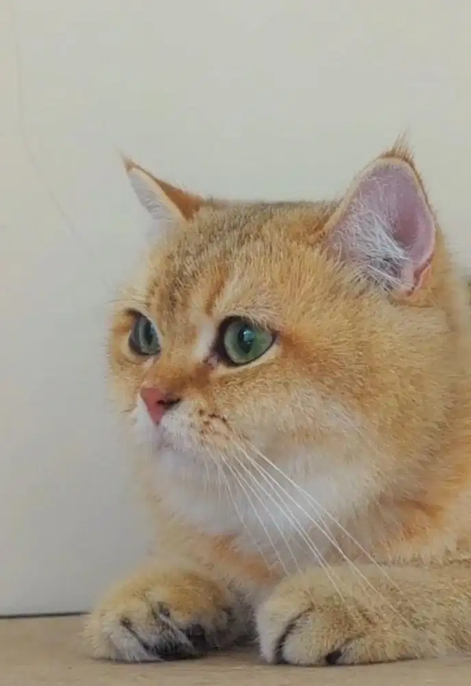 Pacak bsh Golden NY25