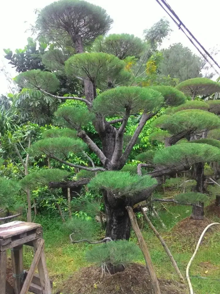 Tanaman cemara udang