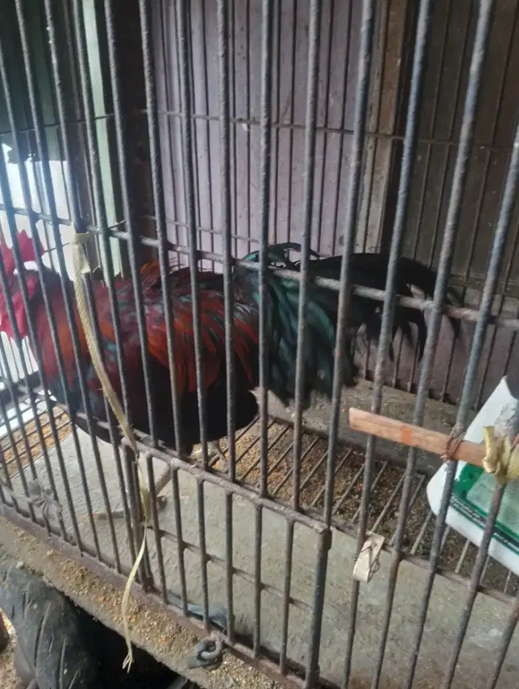 Jual ayam ketawa usia 6 bulan siap produksi