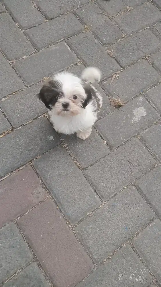 Mini shihtzu sitsu sitzu