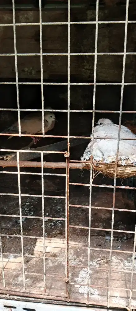 Burung puter indukan plus anaknya 100rb