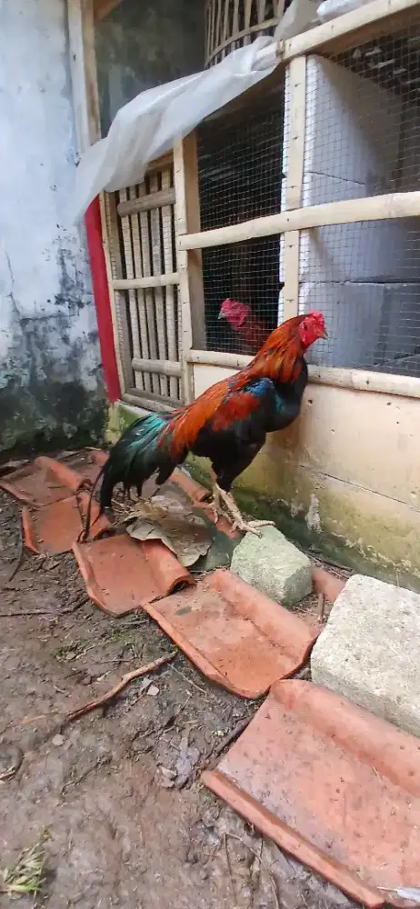 Ayam bangkok muda