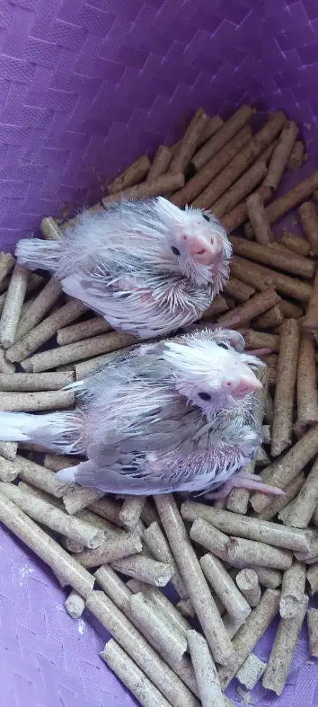 Lolohan falk wf pied respon spet