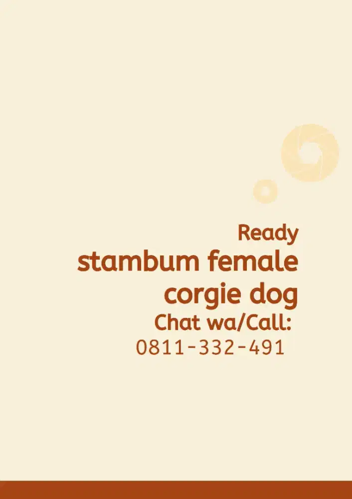 Ready anjing Corgie