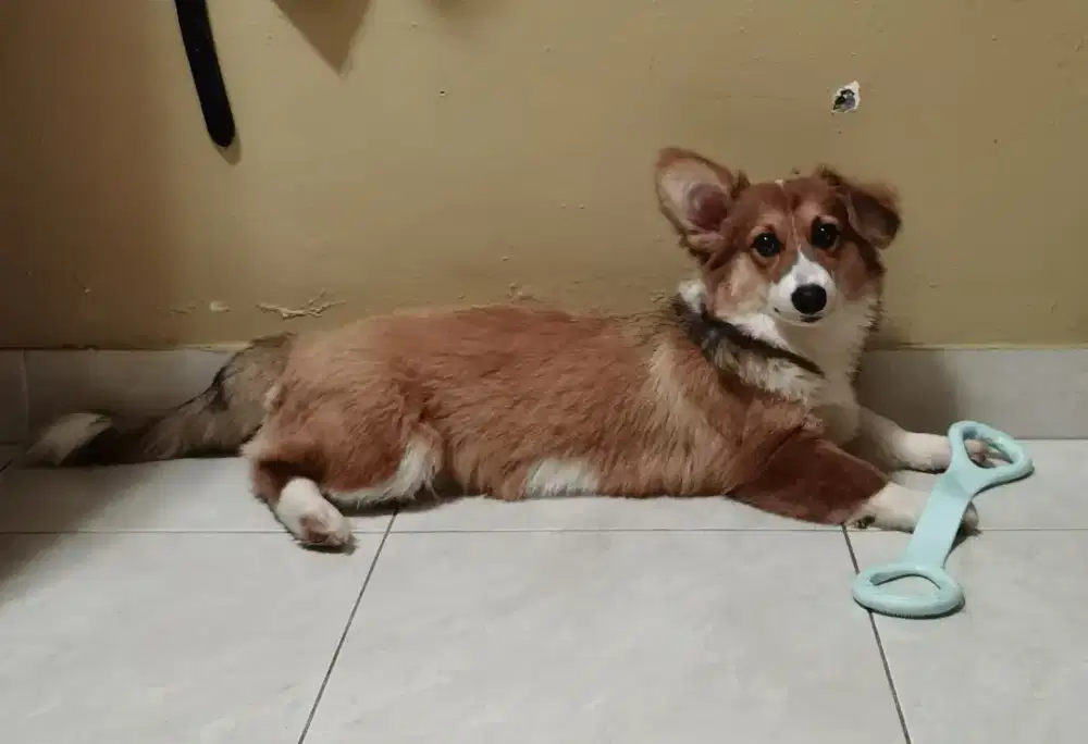 Ready anjing Corgie