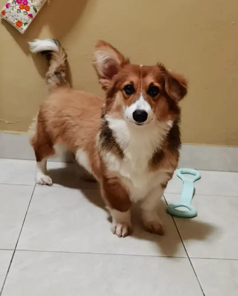Ready anjing Corgie