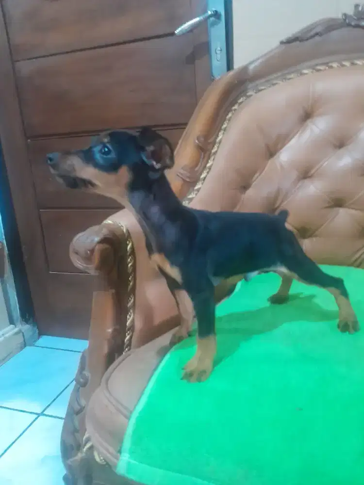 Jual MINI PINCHER JANTAN STAMBUM VAKSIN