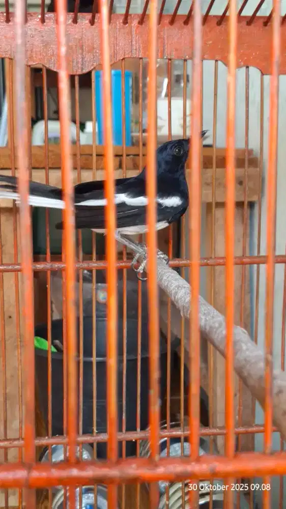Burung Kacer Daput x Prestasii Gacor