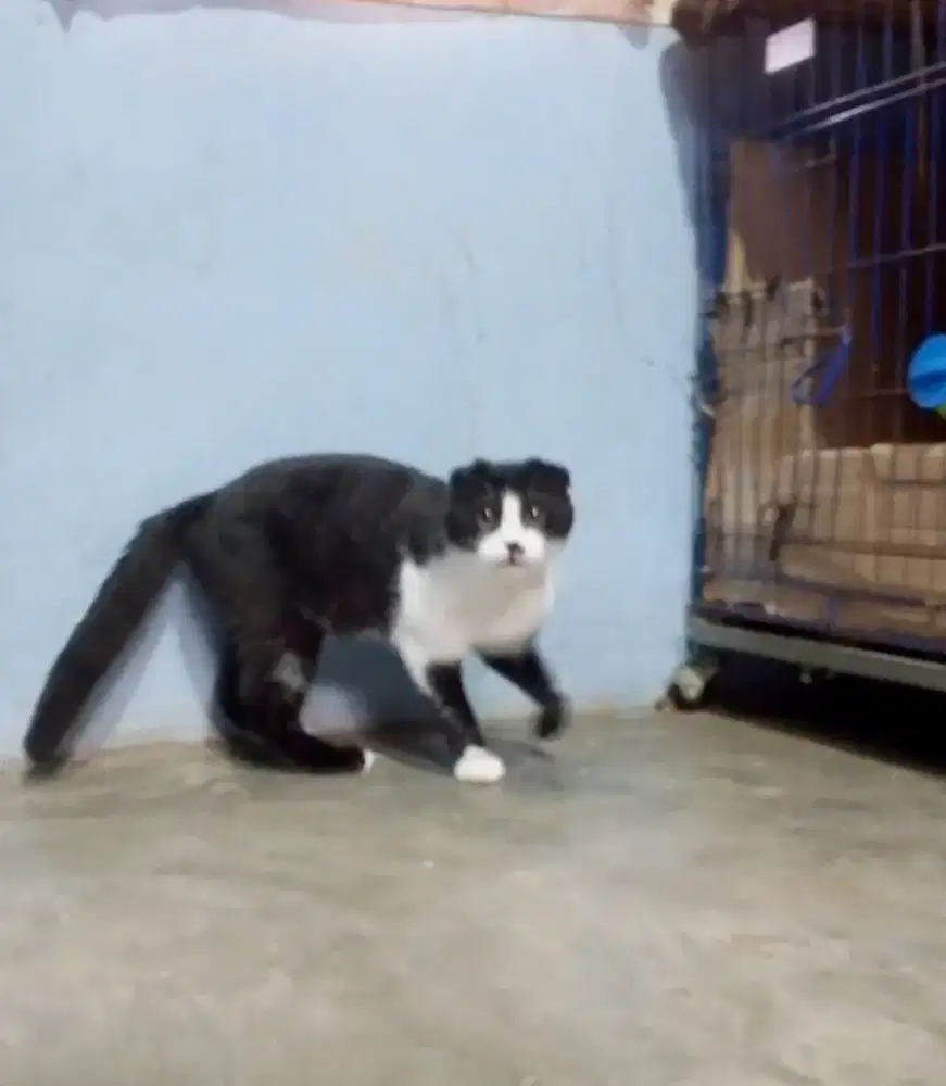 Scottish fold NS jantan