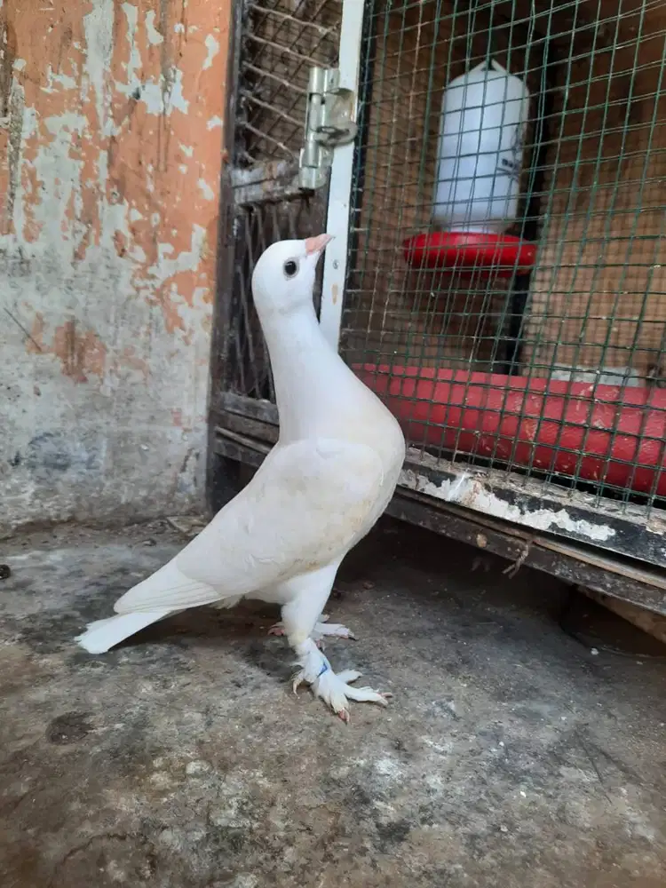 Merpati Putih Jembros Piyikan