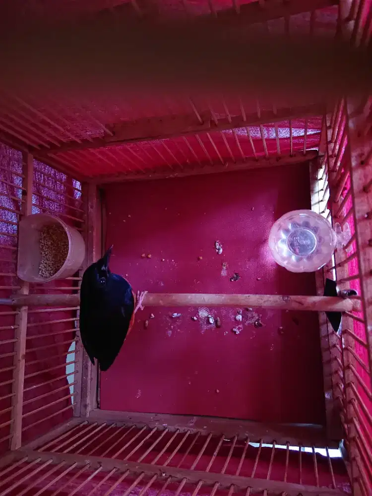 Burung murai hutan jantan