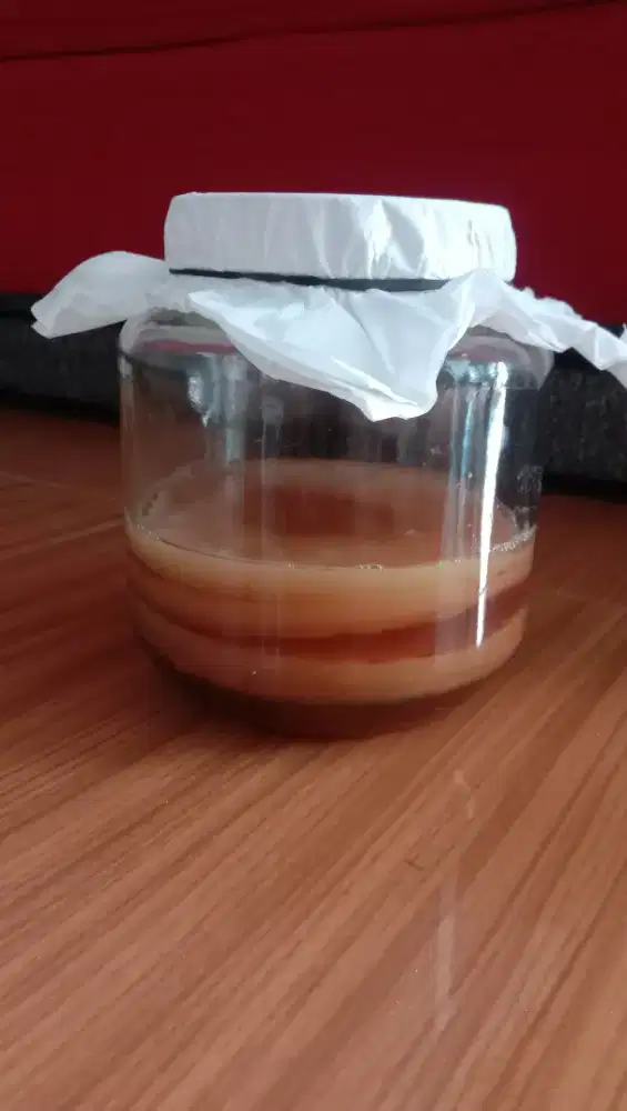 bibit kombucha, jamur dipo, SCOBY kombucha