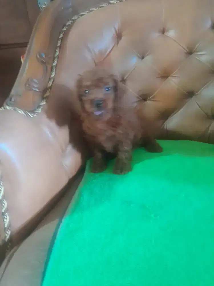 RED TOY PUDEL . STAMBUM