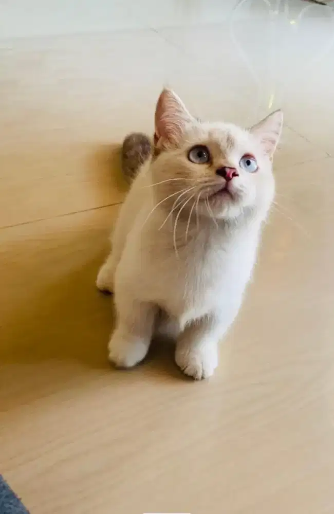Kucing munchkin britishshorthair