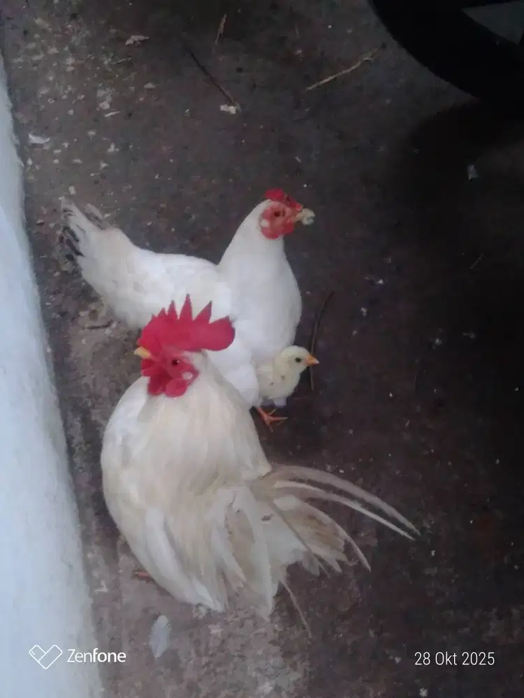 SEPASANG AYAM KATE PUTIH