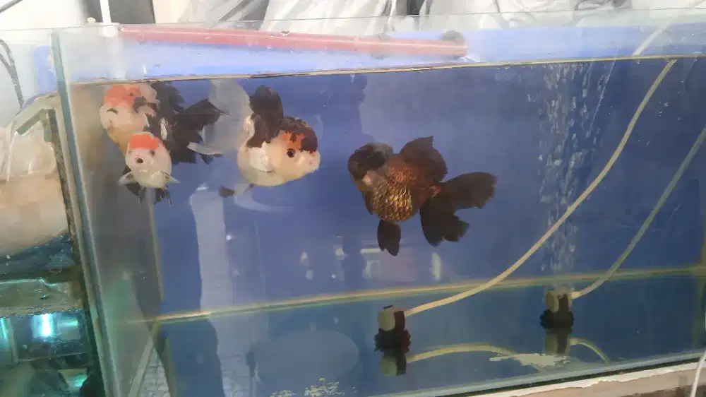 Ikan oranda koki 3 color