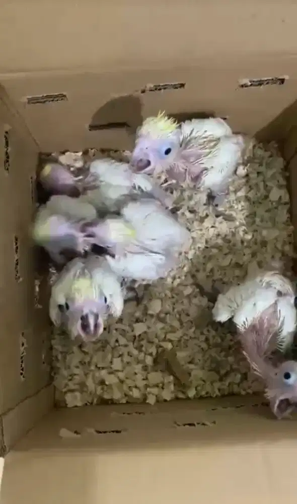 Baby kakak tua jambul kuning