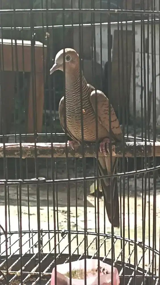 Perkutut cemani Mojopahit