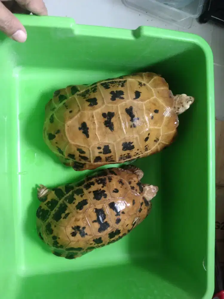 Indukan pasangan Teni jumbo