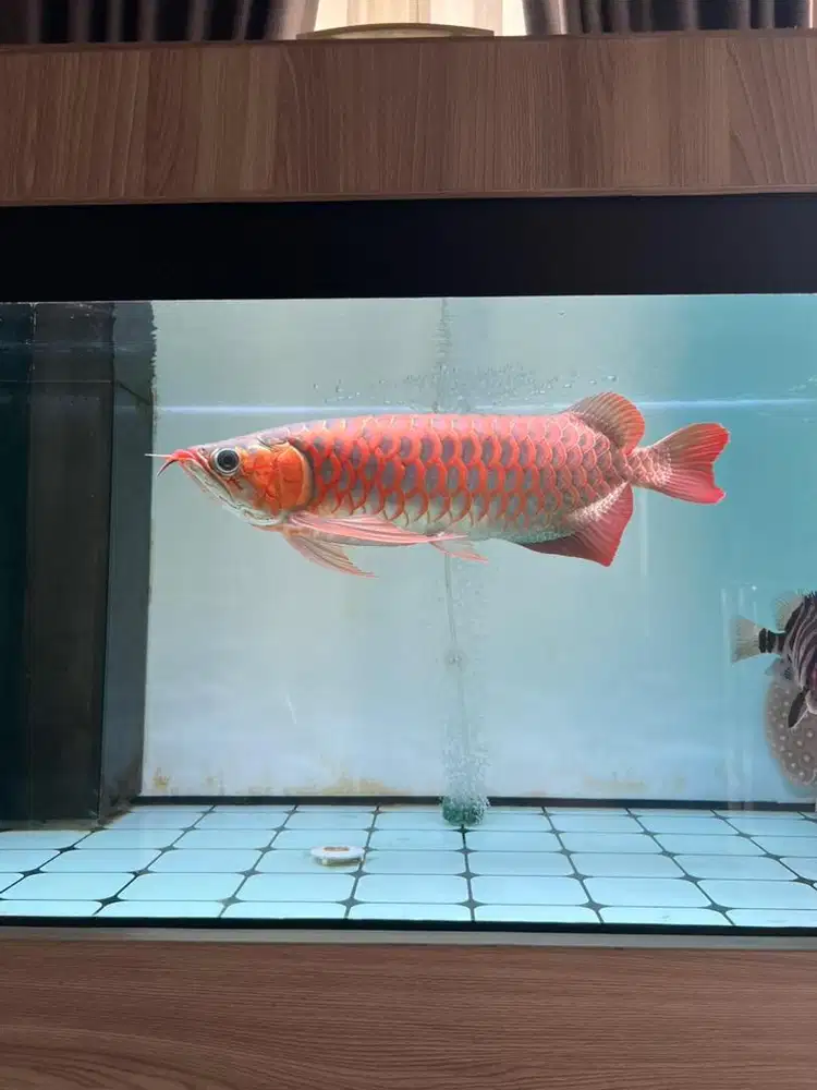 Ikan Arwana Super Red Merah Merona 43cm
