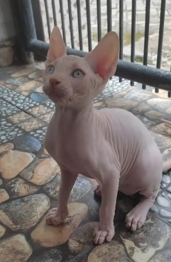 KUCING SPHYNX JANTAN
