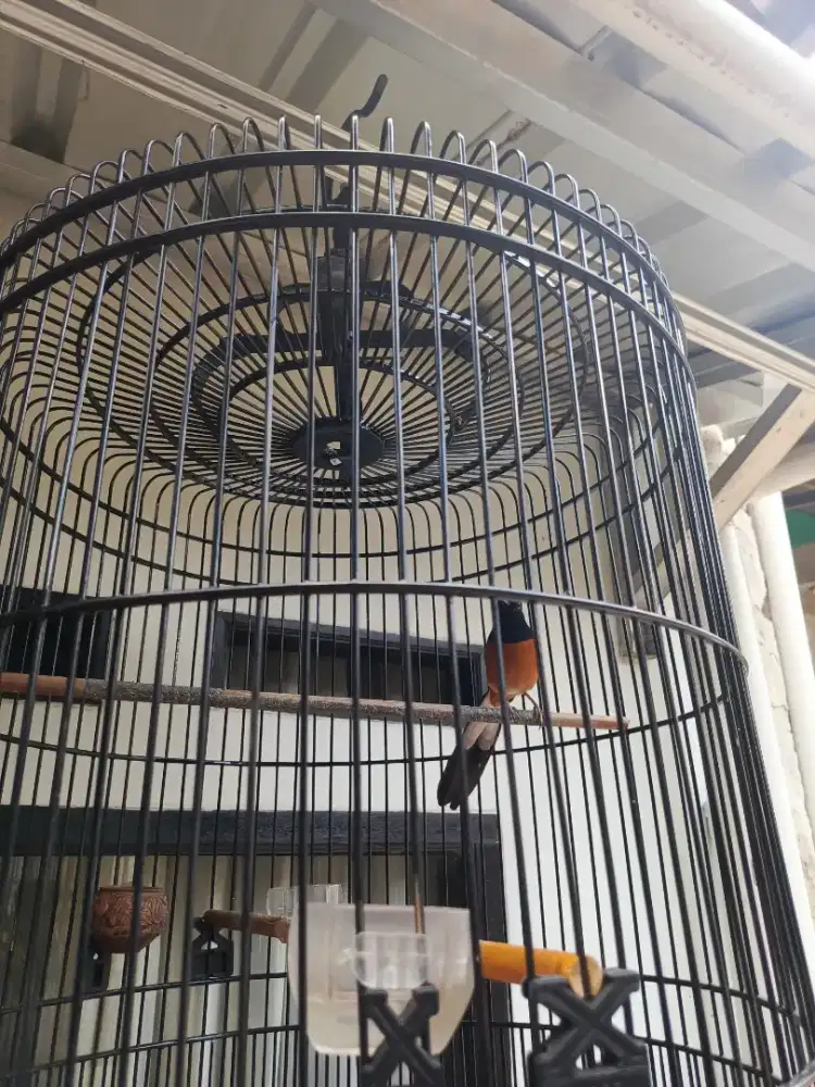 Jual burung murai bisa nego