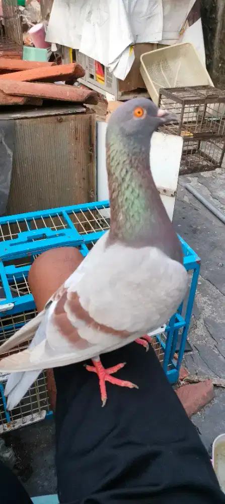 MERPATI KOLONG PLAYER