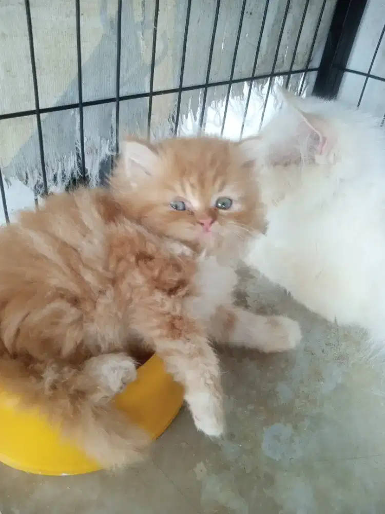 Kitten oyen flatnose