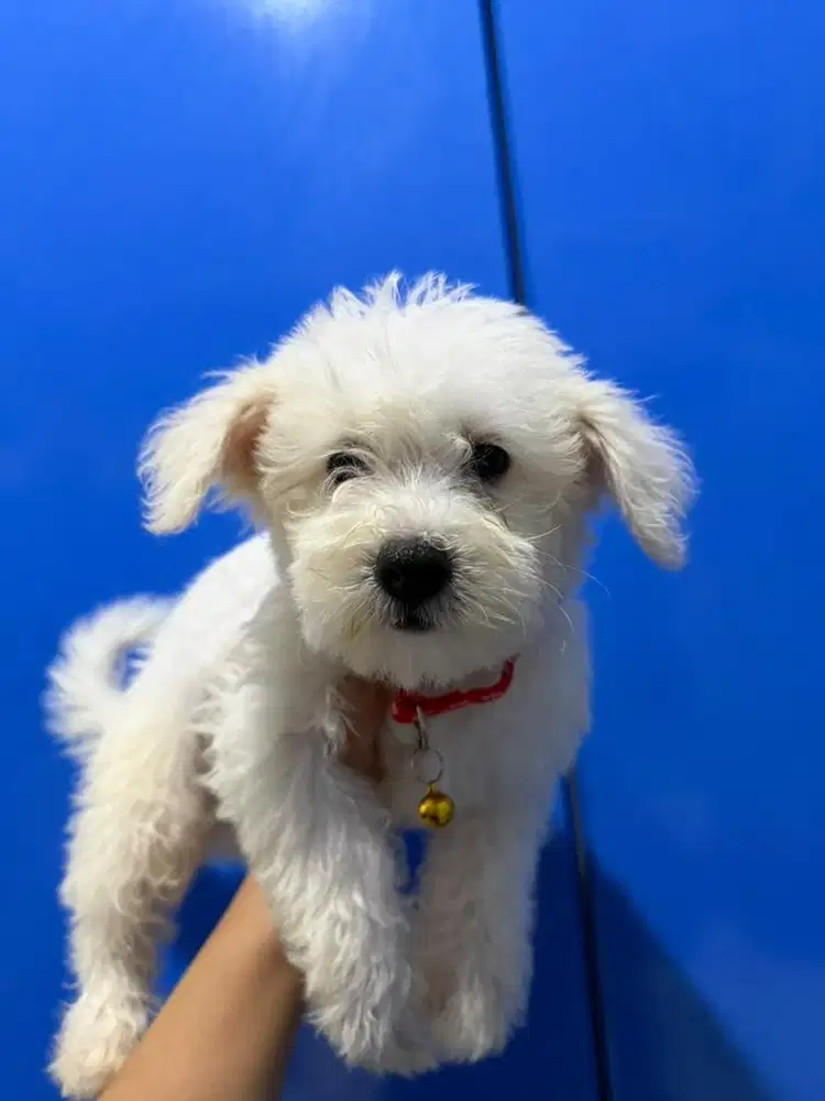 Adopt Chonzer Bichon Mix Miniature Schaunzer