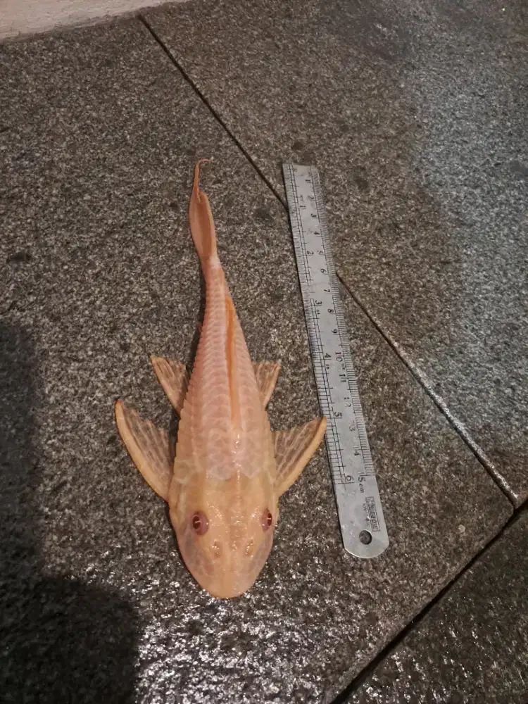 Ikan Gibicep Albino Tankmate - pilih ada 2 ukuran