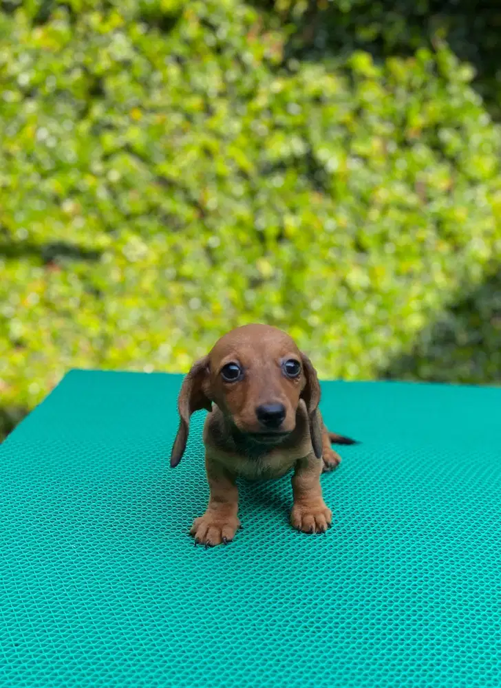 Anjing Miniature Dachshund/Anjing Tekel