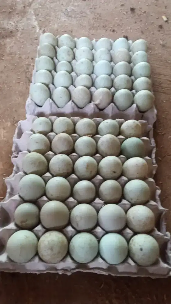 Telor bebek mentah berkualitas