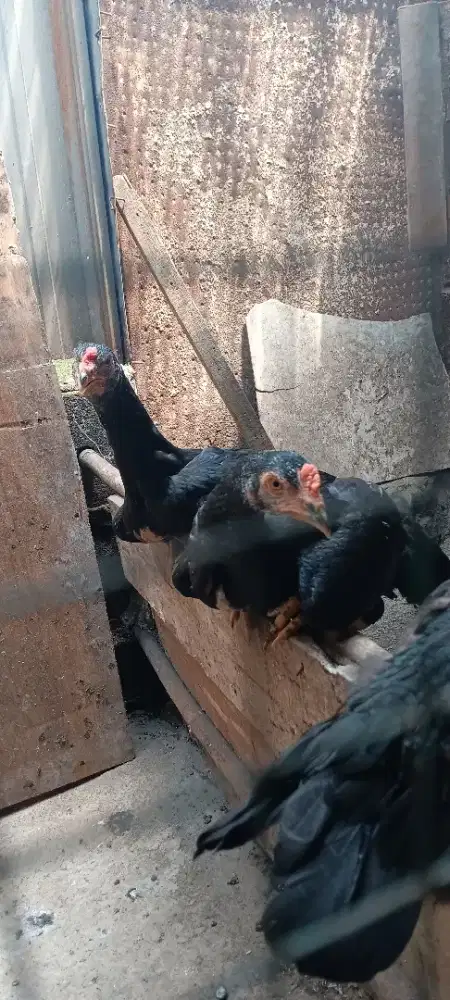 Di juala ayam koytrad × mangon umur 3 bulan lebih