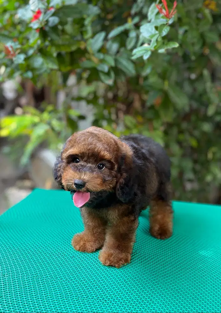 Anjing Toy Poodle Warna Unik Jarang Ada