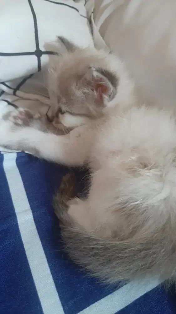 Adop kitten persia usia 1 bln