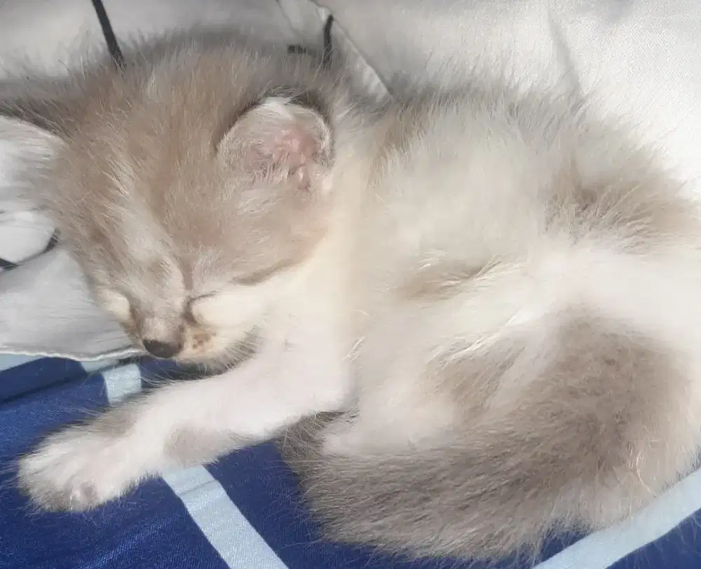 Adop kitten persia usia 1 bln